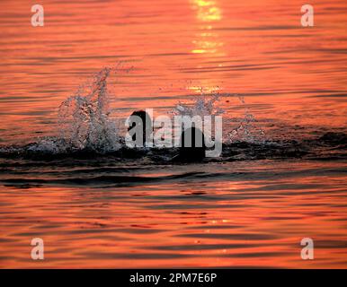 Bhopal, stato indiano di Madhya Pradesh. 11th Apr, 2023. La gente nuota al tramonto in un lago a Bhopal, la capitale dell'India Madhya Pradesh stato, 11 aprile 2023. Credit: Str/Xinhua/Alamy Live News Foto Stock