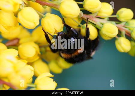 Primo piano naturale su un bumblebee femminile a coda di buff o di terra grande, Bombus terrestris sui fiori gialli Berberis Foto Stock