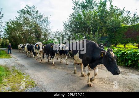 mucche che tornano a casa Foto Stock