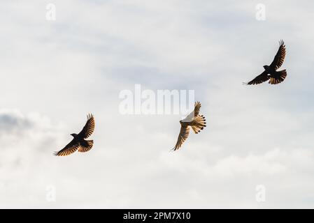 Comune Kestrel, Falco tinnunculus e Jackdaw occidentale, Coloeus monidula in volo Foto Stock