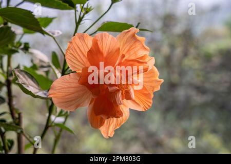 Vista in primo piano di un luminoso hibiscus arancione rosa sinensis fiore doppio fiorire all'aperto in giardino tropicale isolato su sfondo naturale Foto Stock