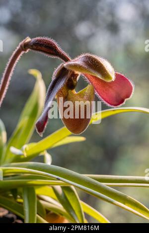 Primo piano vista laterale di colorato viola e giallo verde fiore di lady slipper tropicale orchidea paphiopedilum hirsutissimum specie isolate all'aperto Foto Stock