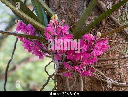 Vista in primo piano delle specie di orchidee epifitiche tropicali ascentrum ampullaceum che fioriscono all'aperto con fiori rosa viola brillante su sfondo naturale Foto Stock