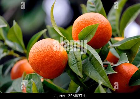 Francia, Alpes Maritimes, Menton, Rue de la Madone, Carnoles Palace, giardino di agrumi, arancio amaro (Citrus aurantium), frutta Foto Stock