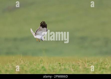 Francia, Aude, Hen Harrier (Circus cyaneus), addult maschio, roditori da caccia in volo su prati e campi coltivati Foto Stock