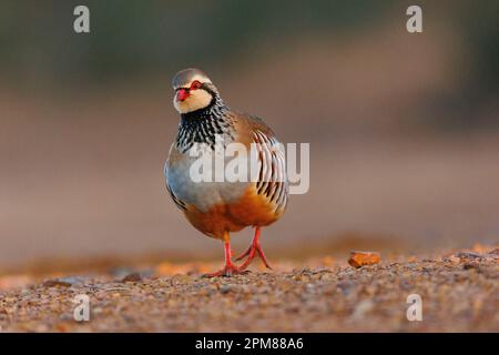 Spagna, Castilla, Penalajo, Red Partridge (Alectoris rufa), sul terreno Foto Stock