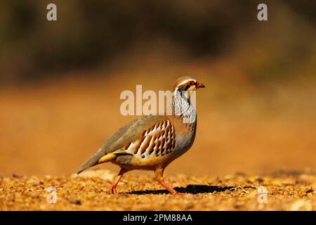 Spagna, Castilla, Penalajo, Red Partridge (Alectoris rufa), sul terreno Foto Stock