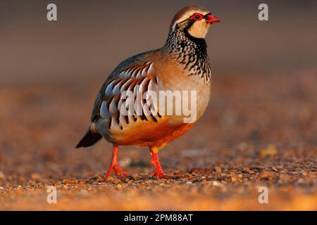 Spagna, Castilla, Penalajo, Red Partridge (Alectoris rufa), sul terreno Foto Stock