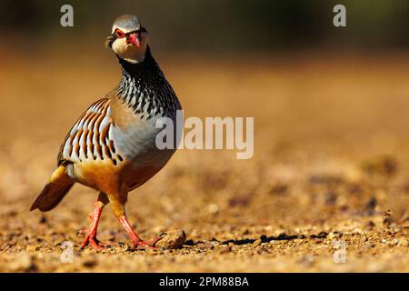 Spagna, Castilla, Penalajo, Red Partridge (Alectoris rufa), sul terreno Foto Stock