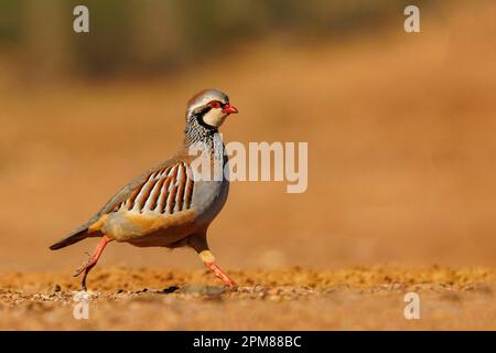 Spagna, Castilla, Penalajo, Red Partridge (Alectoris rufa), sul terreno Foto Stock