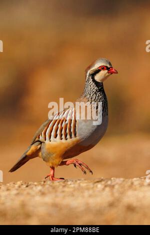 Spagna, Castilla, Penalajo, Red Partridge (Alectoris rufa), sul terreno Foto Stock