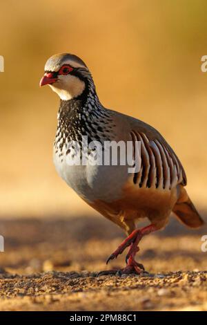 Spagna, Castilla, Penalajo, Red Partridge (Alectoris rufa), sul terreno Foto Stock