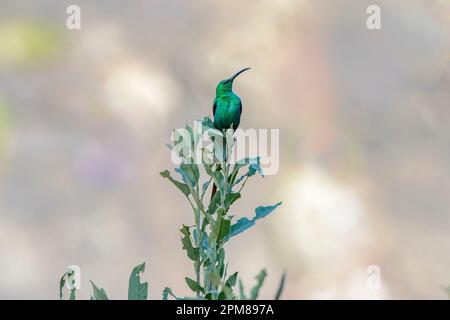 Sudafrica, Kwazulu Natal, Golden Gate Highlands National Park, Malachite Sunbird Foto Stock
