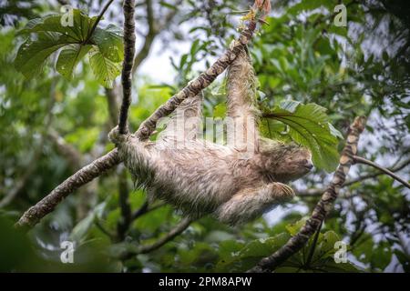 Costa Rica, provincia d'Alajuela, paresseux à gola brune (Bradypus variegatus), 3 doigts Foto Stock