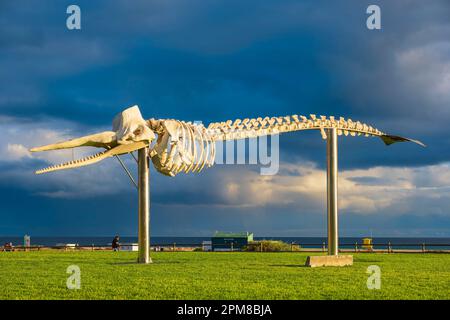 Spagna, Isole Canarie, Fuerteventura, comune di Pajara, località balneare Morro Jable, Scheletro di una balena a becco di Cuvier (Ziphius cavirostris) incagliata sull'isola nel 2004 Foto Stock