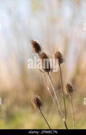 Alcune teste di semi di Teasel marrone selvatico in primavera, Dorset, Regno Unito Foto Stock