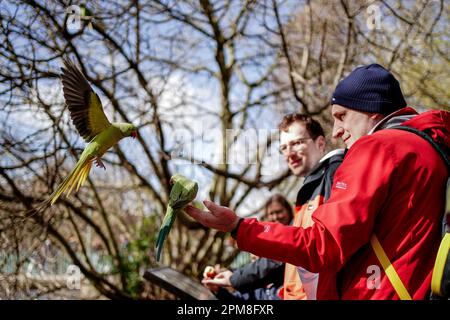 Un membro del pubblico alimenta i parakeets in un ventoso St James' Park, nel centro di Londra. Data immagine: Mercoledì 12 aprile 2023. Foto Stock