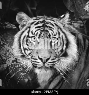 Indonesia, Surabaya, Java, Surabaya Zoo, Sumatran Tiger, Phantera Tigris Sumatrae. Immagine in bianco e nero. Foto Stock