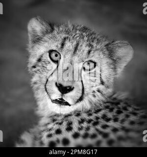 Sudafrica, Pretoria, Cheetah (Acionyx jubatus). Prigionia. Immagine in bianco e nero. Foto Stock