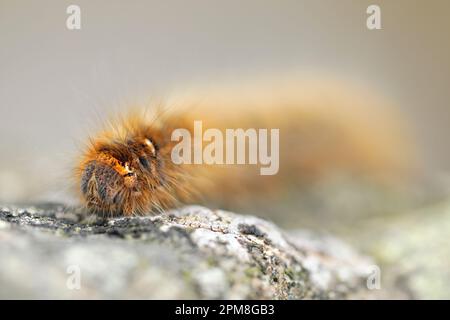 Colonna di Cervo di Eggar Moth settentrionale (Lasiocampa quercus) su masso coperto di licheni, Cheviot Hills, Northumberland National Park, Inghilterra, maggio 2016 Foto Stock