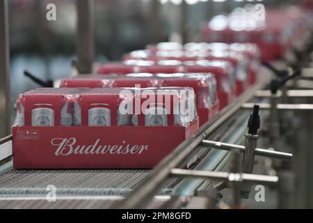 SUQIAN, CINA - 12 APRILE 2023 - una linea di produzione automatizzata di birra Budweiser è stata vista in un laboratorio di Anheuser-Busch InBev (Suqian) Beer Co LTD in Foto Stock