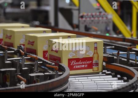 SUQIAN, CINA - 12 APRILE 2023 - una linea di produzione automatizzata di birra Budweiser è stata vista in un laboratorio di Anheuser-Busch InBev (Suqian) Beer Co LTD in Foto Stock