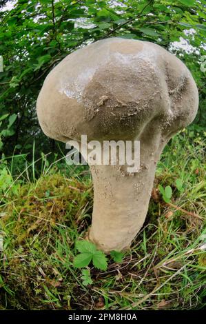 Funghi Pestle Puffball (Handkea escissuliformis) fotografati con obiettivo grandangolare in un bosco di nocciole, Argyll, Scozia, settembre Foto Stock