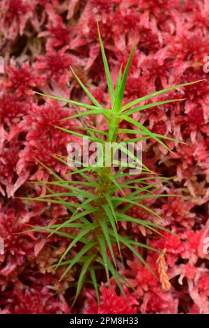 Marsh Hair / Hair Cap Moss (Polytrichum commune) cresce attraverso il letto di muschio di sfagnum rosso dal Woodland Trail, Beinn Eighe, Kinlochwe, Scozia Foto Stock