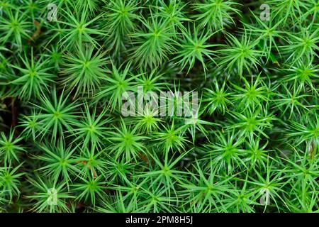 Capelli di palude / capelli Cap Moss (Polytrichum commune) cresce su terreno boscoso, Glen Finglas, Loch Lomond e Trossachs Foto Stock