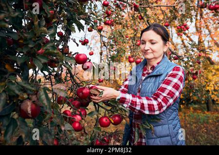 Donna che raccoglie mele mature in fattoria. Coltivatore che grabbing mele da albero in frutteto. Frutta fresca e sana pronta per la stagione autunnale. Inculo agricolo Foto Stock