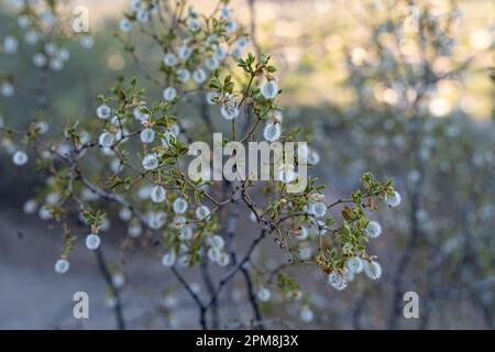 Una fotografia ravvicinata di alta qualità di una lussureggiante pianta verde con fiori bianchi e soffici Foto Stock