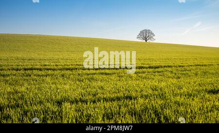 Un unico albero di quercia è silicato contro il cielo sopra un fioeld di grano giovane che cresce a Billingshurst, Sussex occidentale, Regno Unito. Foto Stock