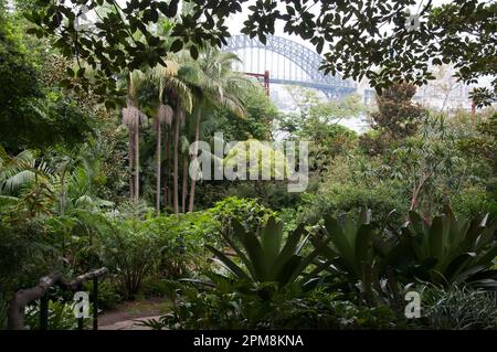 Wendy Whiteley's Garden, creato in ricordo del suo marito, l'artista Brett Whitely a Lavender Bay, Sydney, Australia Foto Stock