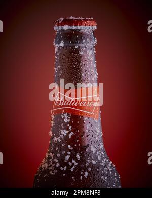 Mansfield, Nottingham, Regno Unito: Immagine del prodotto Studio di una bottiglia di Budweiser fredda ricoperta di particelle di ghiaccio su sfondo rosso sfumato. Foto Stock