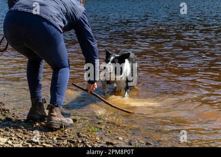 Una giovane donna che gioca con il suo cane Collie di confine in un lago nella campagna inglese. Foto Stock