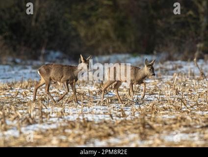 Un paio di caprioli (Capreolus capreolus) camminando attraverso i campi innevati di una fattoria Suffolk . REGNO UNITO Foto Stock