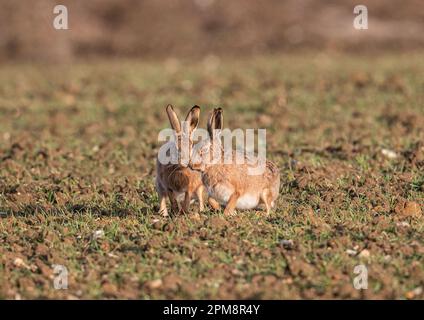 Dacci un bacio .Two Wild Brown Hares (Lepus europaeus) alzandosi vicino e personale l'uno con l'altro sul raccolto primaverile degli agricoltori. Suffolk, Regno Unito Foto Stock