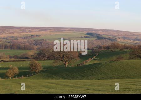 Vista su un paesaggio verde ondulato di colline e campi nella campagna rurale Foto Stock