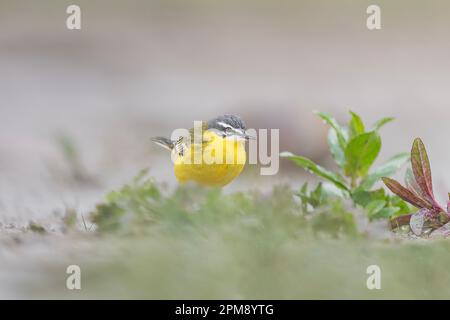 Ritratto artistico di coda di coda gialla occidentale tra l'erba (Motacilla flava) Foto Stock