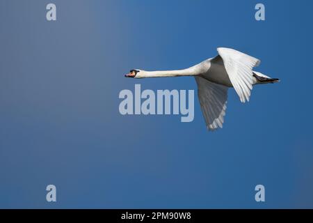 Muto cigno che scivola attraverso l'aria in una primavera nuvolosa giornata di sole Foto Stock