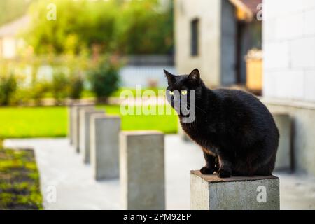 Primo piano di un bel gatto nero seduto su un palo di cemento contro uno sfondo sfocato di un lotto privato. Gattino domestico che cammina su un'estate calda e Foto Stock