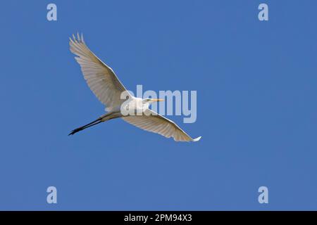 Great White Egret - in volo Ardea alba Abberton Reservoir, Essex BI035223 Foto Stock