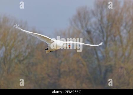 Mute Swan - in volo Cygnus olor Essex,UK BI035972 Foto Stock