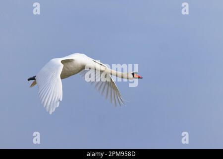 Mute Swan - in volo Cygnus olor Essex,UK BI035976 Foto Stock