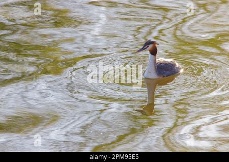 Grande Crested Grebe Podiceps critico Essex, Regno Unito BI036021 Foto Stock