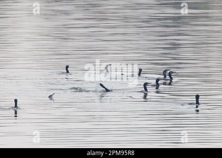 Grande Cormorano - pesca Flock Phalacrocorax carbo Essex, UK BI036070 Foto Stock
