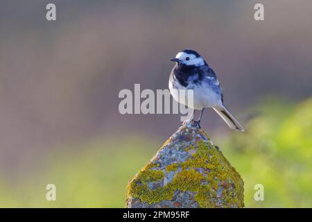 Pied Wagtail Motacilla alba Essex, UK BI036071 Foto Stock