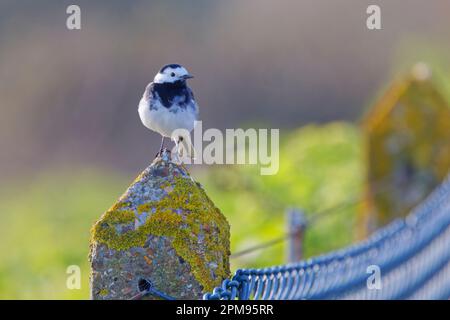 Pied Wagtail Motacilla alba Essex, UK BI036072 Foto Stock