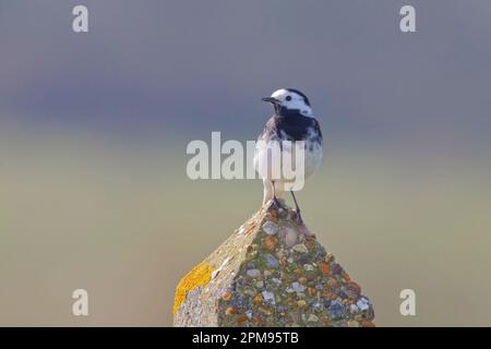 Pied Wagtail Motacilla alba Essex, UK BI036074 Foto Stock