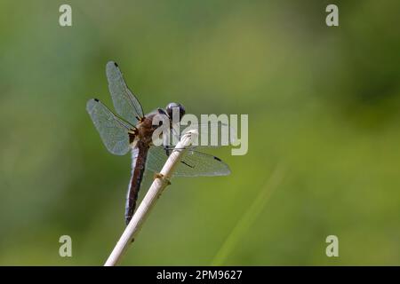 Scarce Chaser Libellula fulva Grande Leighs, Essex IN003552 Foto Stock